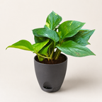 Money Plant (Green)