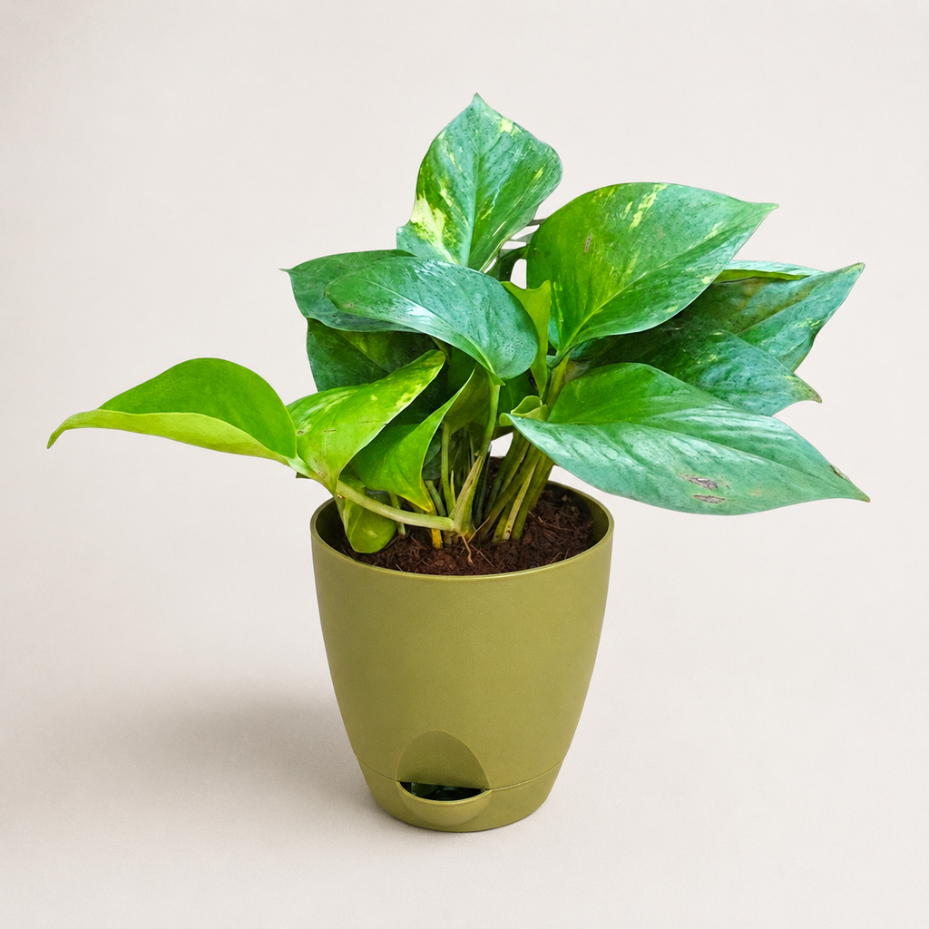 Money Plant (Green)