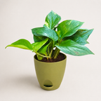 Money Plant (Green)