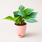 Money Plant (Green)