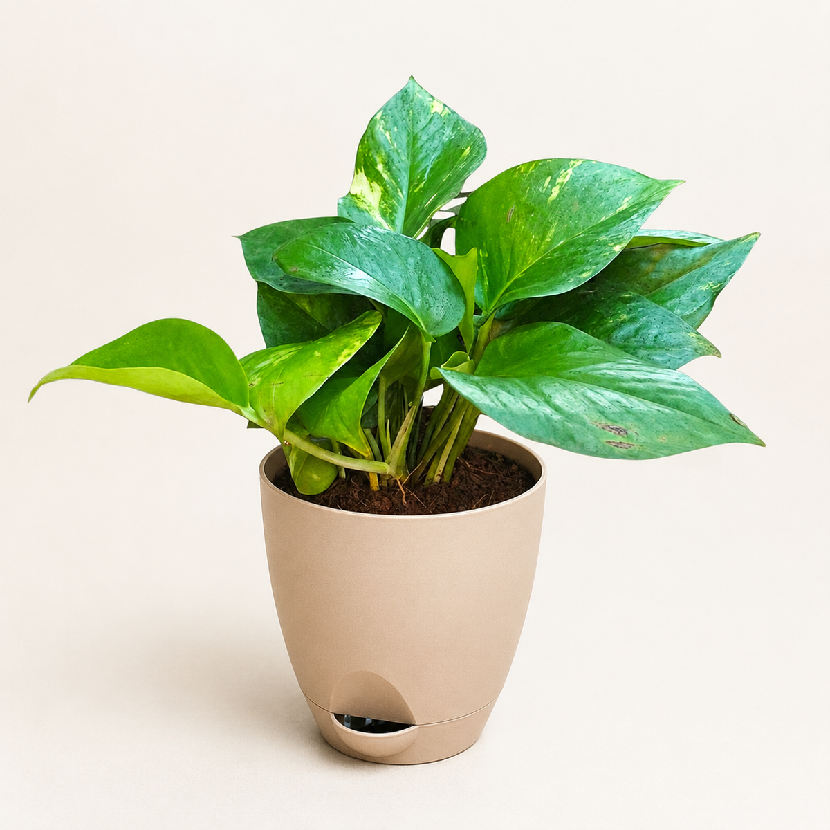 Money Plant (Green)