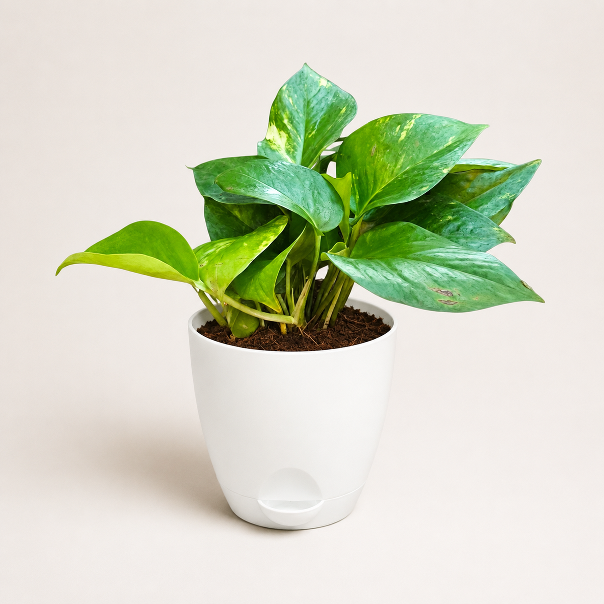 Money Plant (Green)