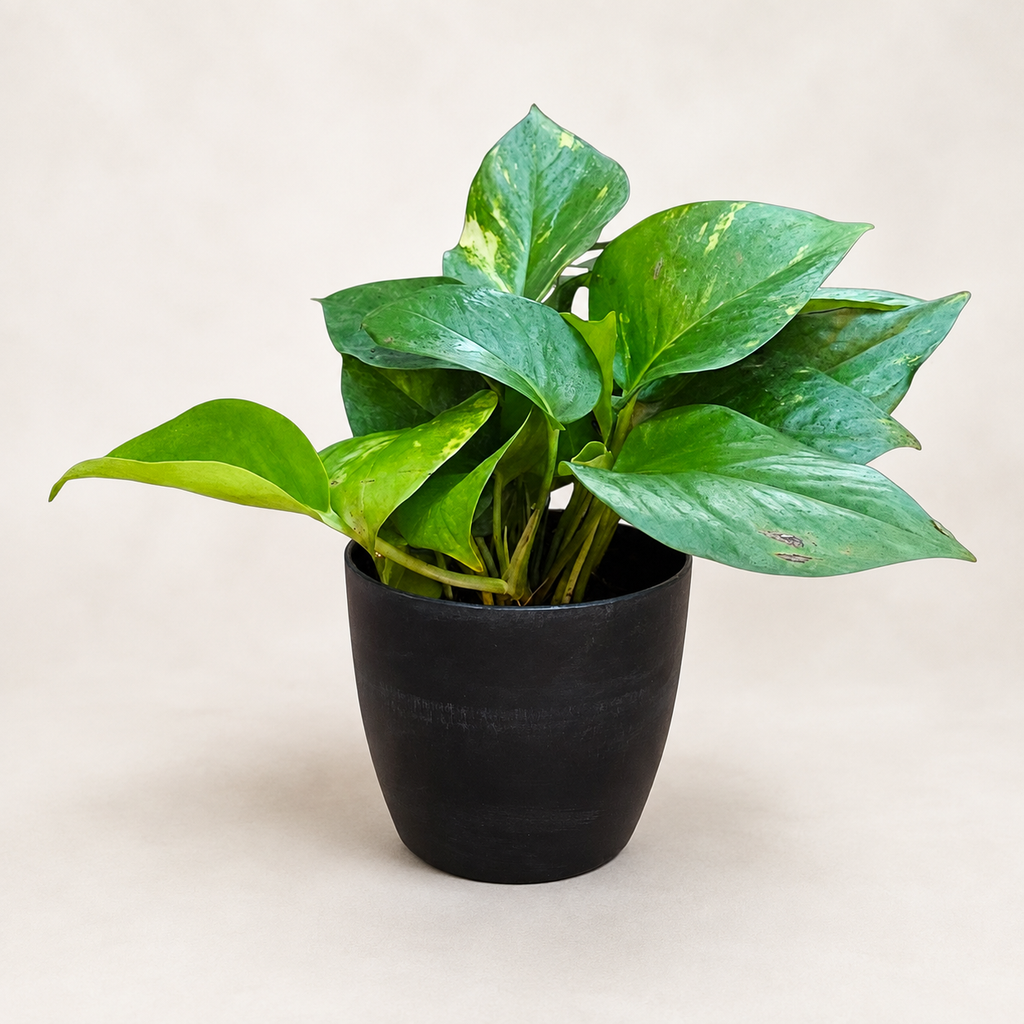 Money Plant (Green)
