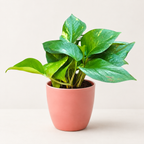 Money Plant (Green)