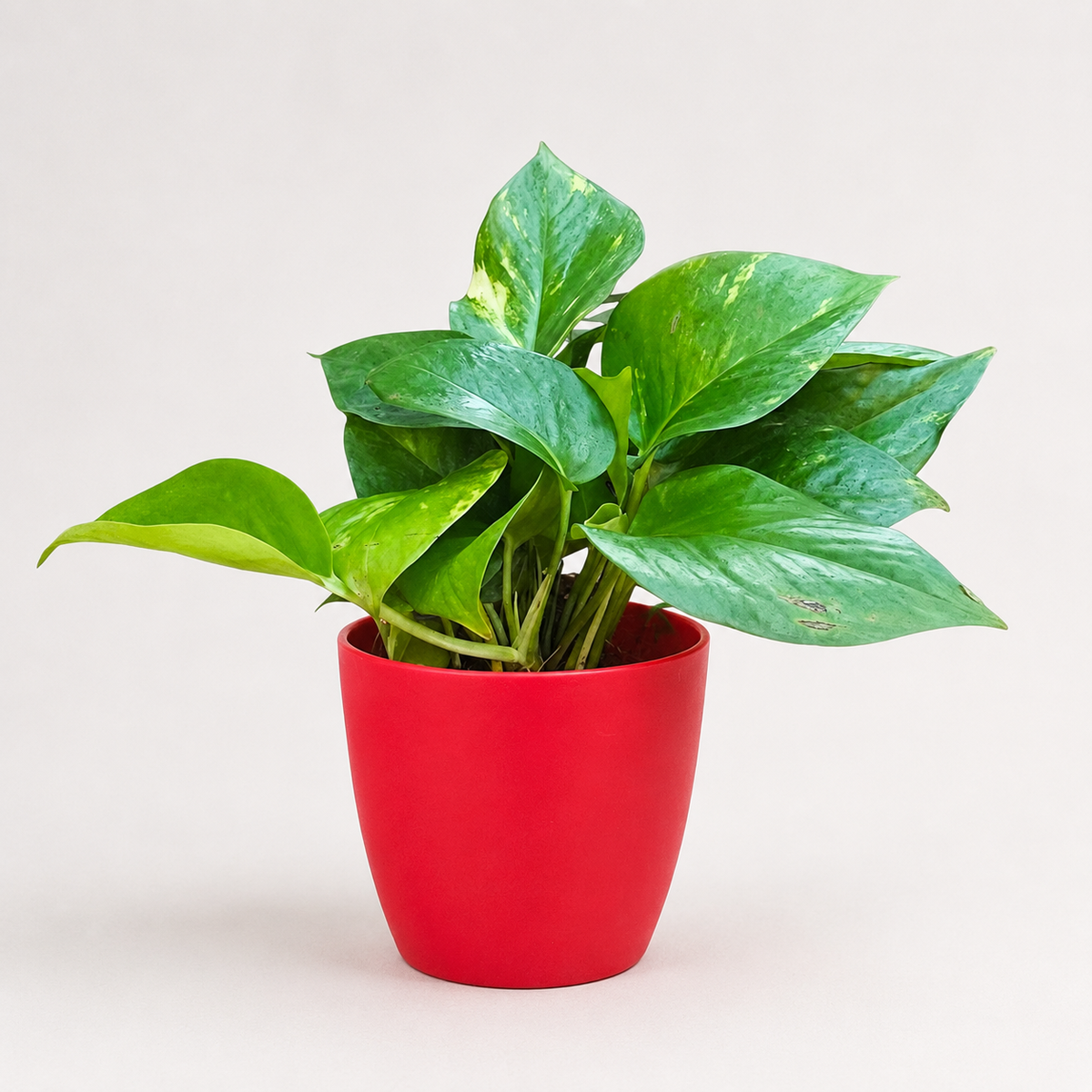 Money Plant (Green)