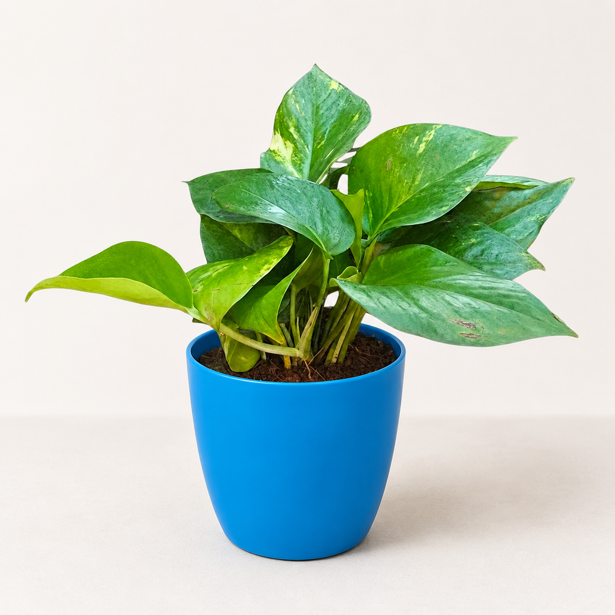 Money Plant (Green)