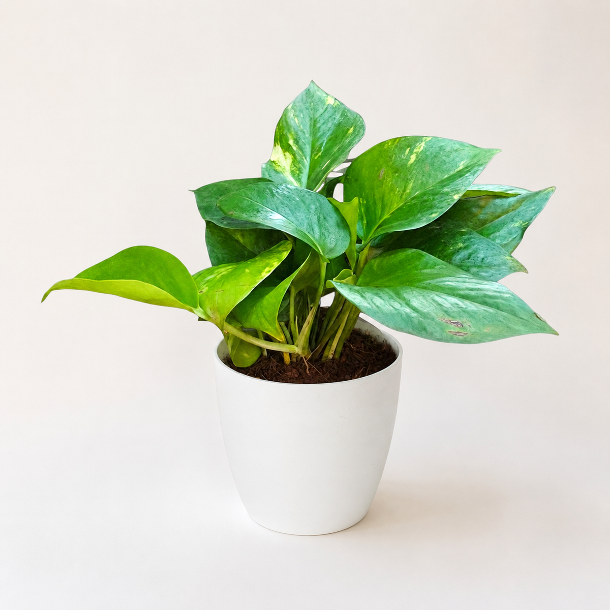 Money Plant (Green)