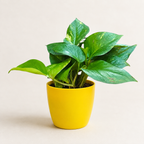 Money Plant (Green)