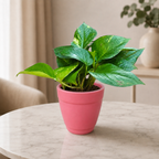 Money Plant (Green)