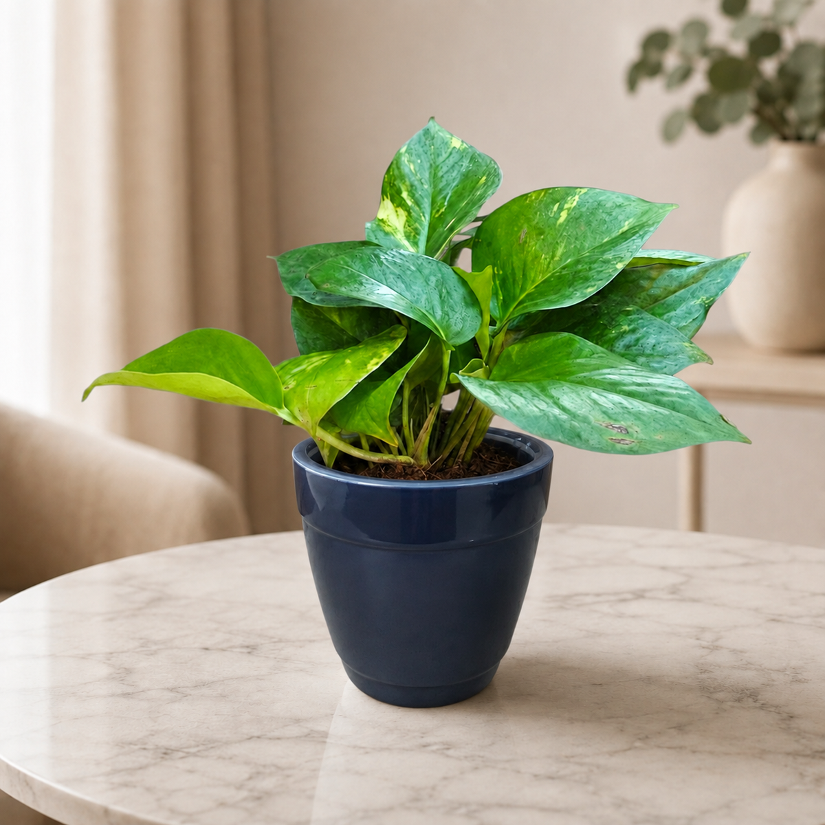 Money Plant (Green)