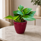 Money Plant (Green)