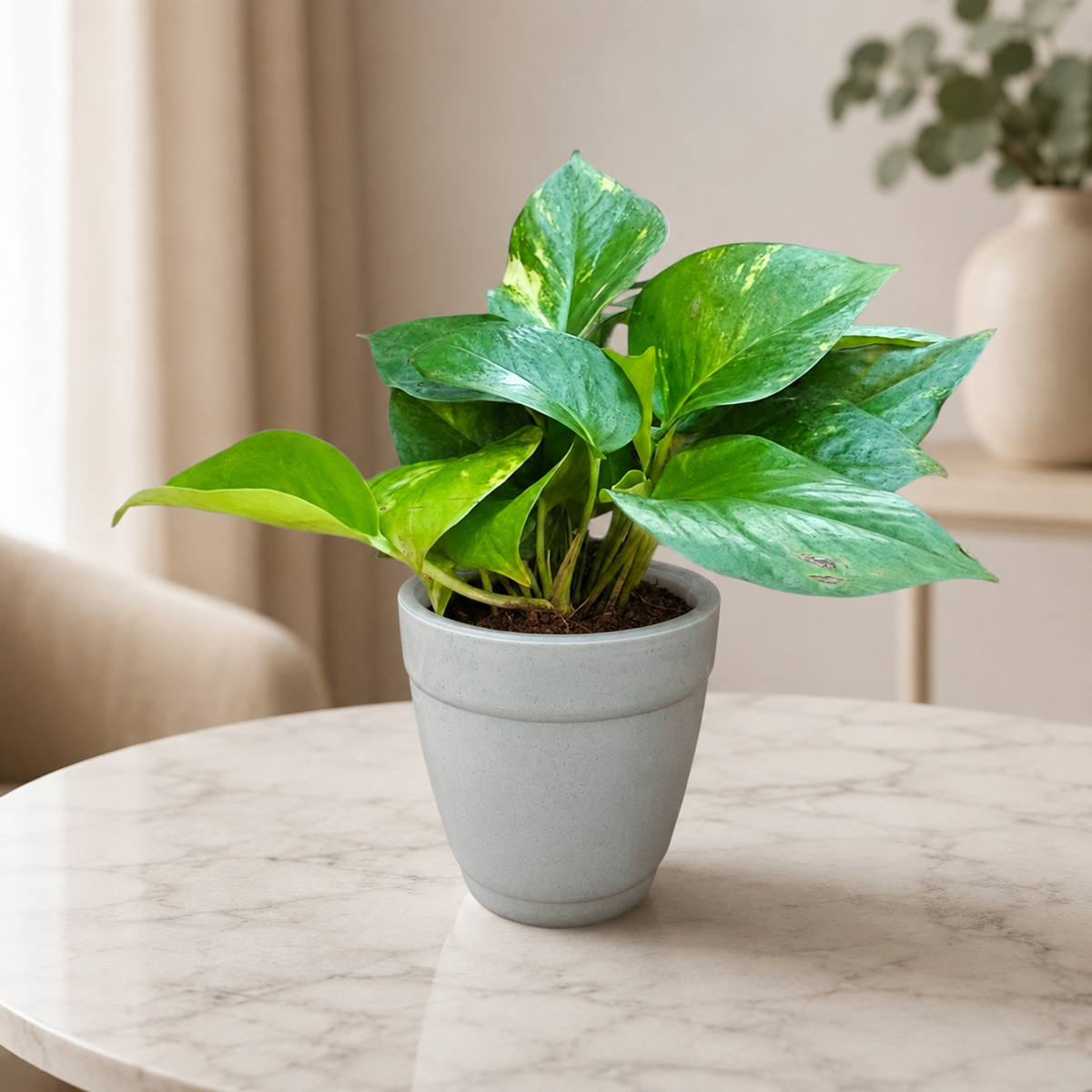 Money Plant (Green)