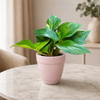 Money Plant (Green)