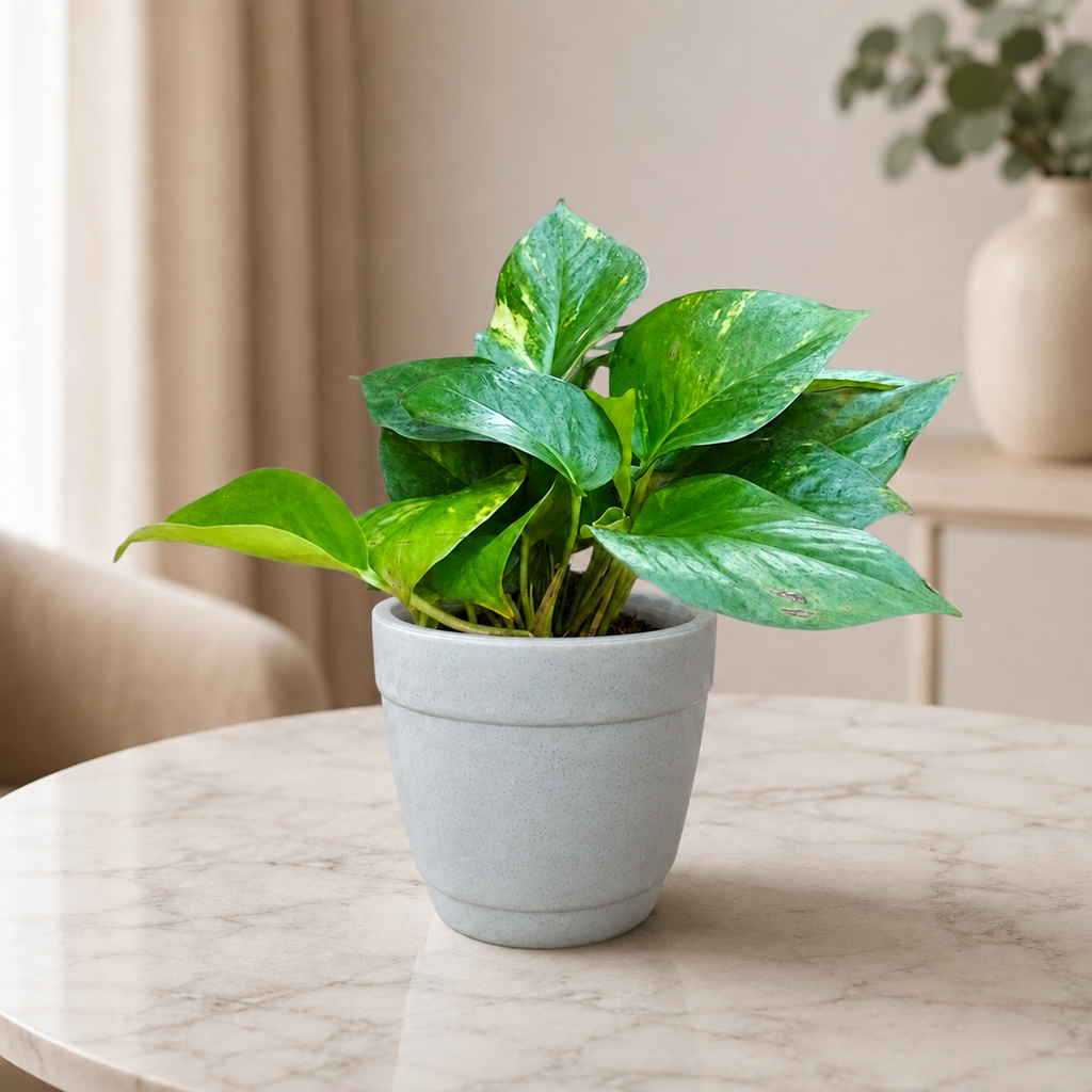Money Plant (Green)