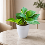 Money Plant (Green)