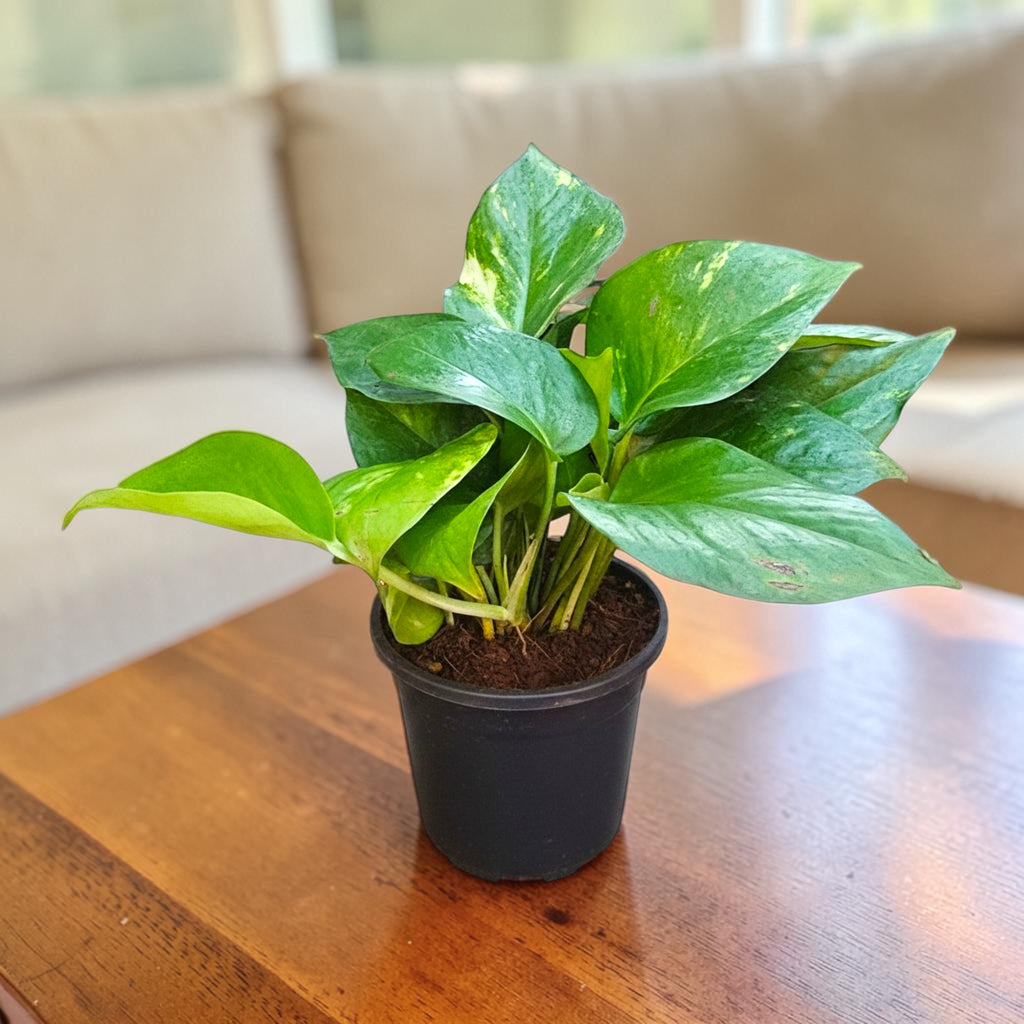Money Plant (Green)