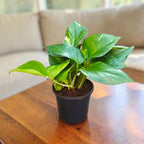 Money Plant (Green)