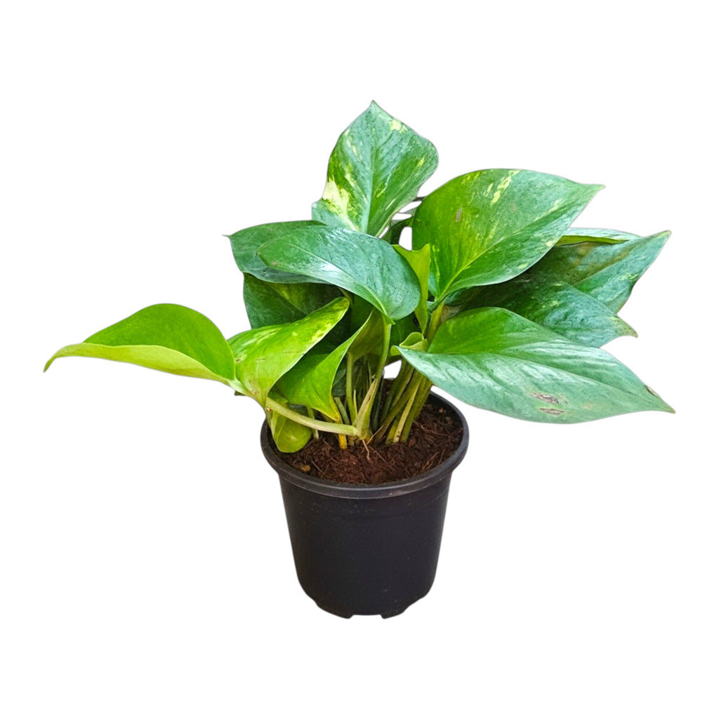 Money Plant (Green)