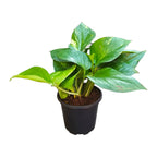 Money Plant (Green)