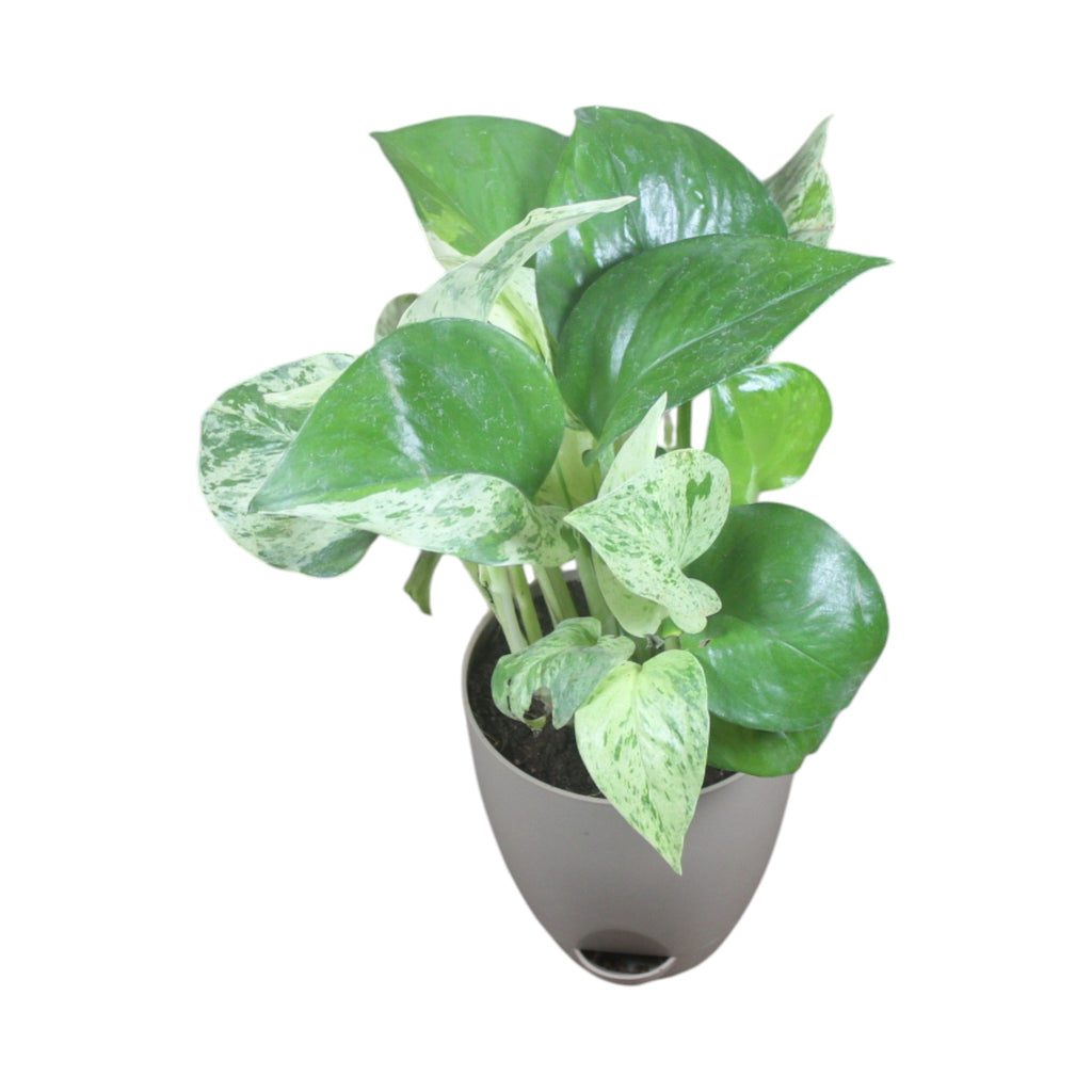 Money Plant (Marble)