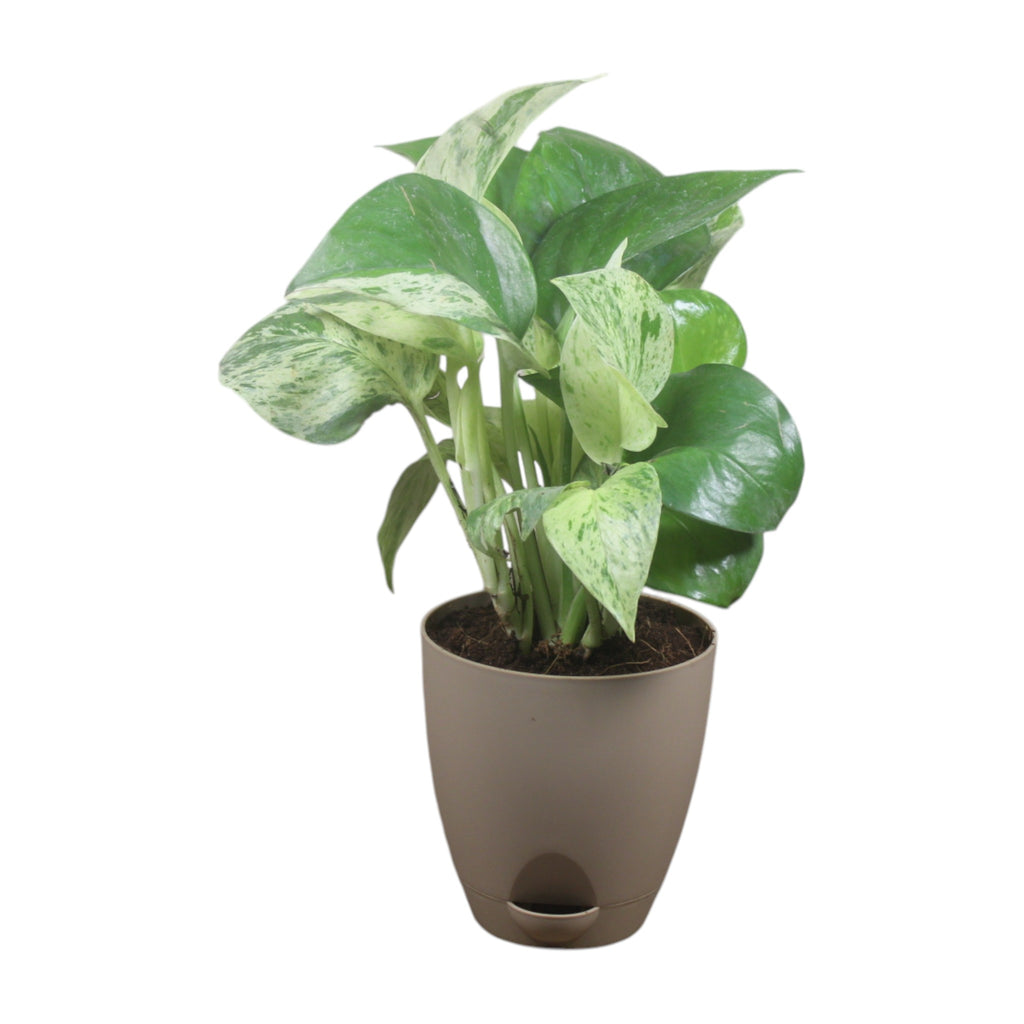 Money Plant (Marble)