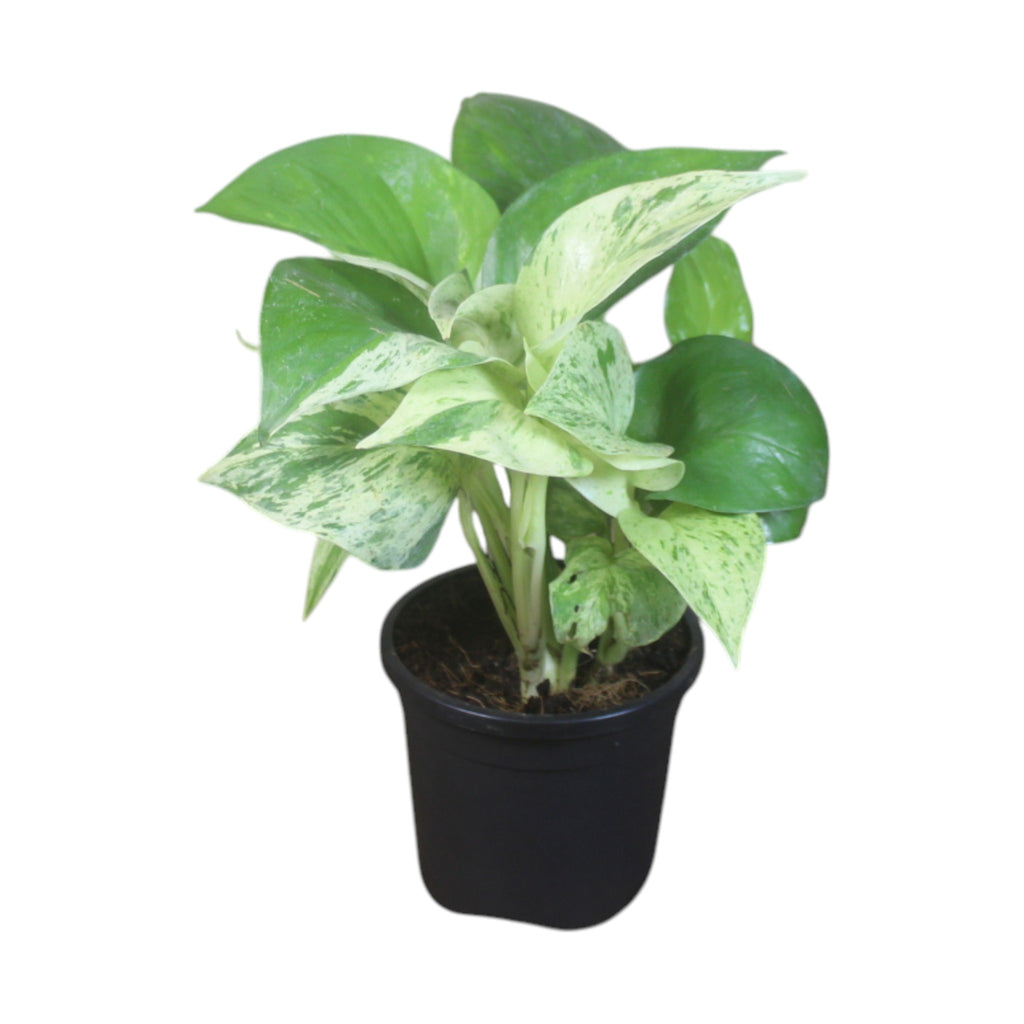 Money Plant (Marble)