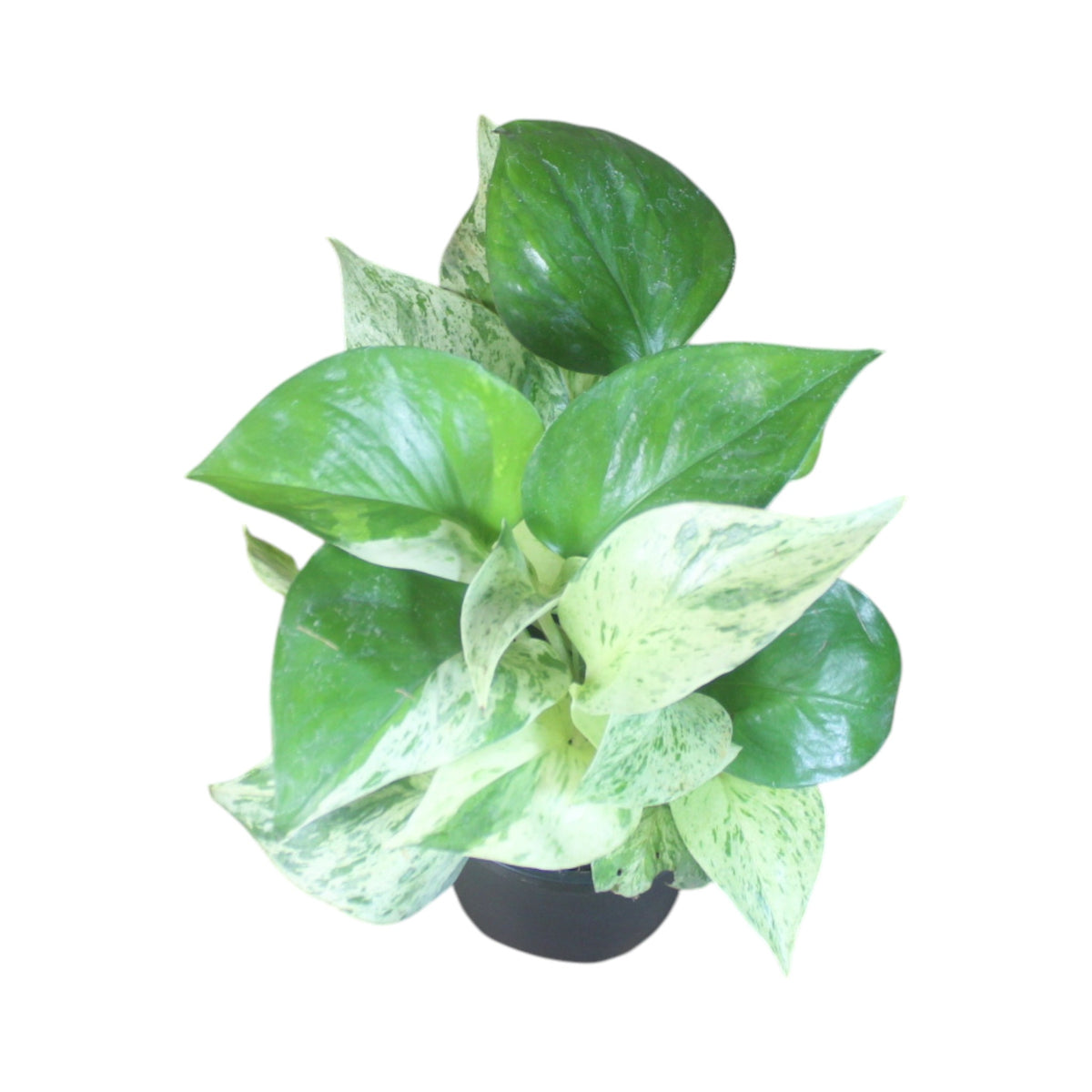 Money Plant (Marble)