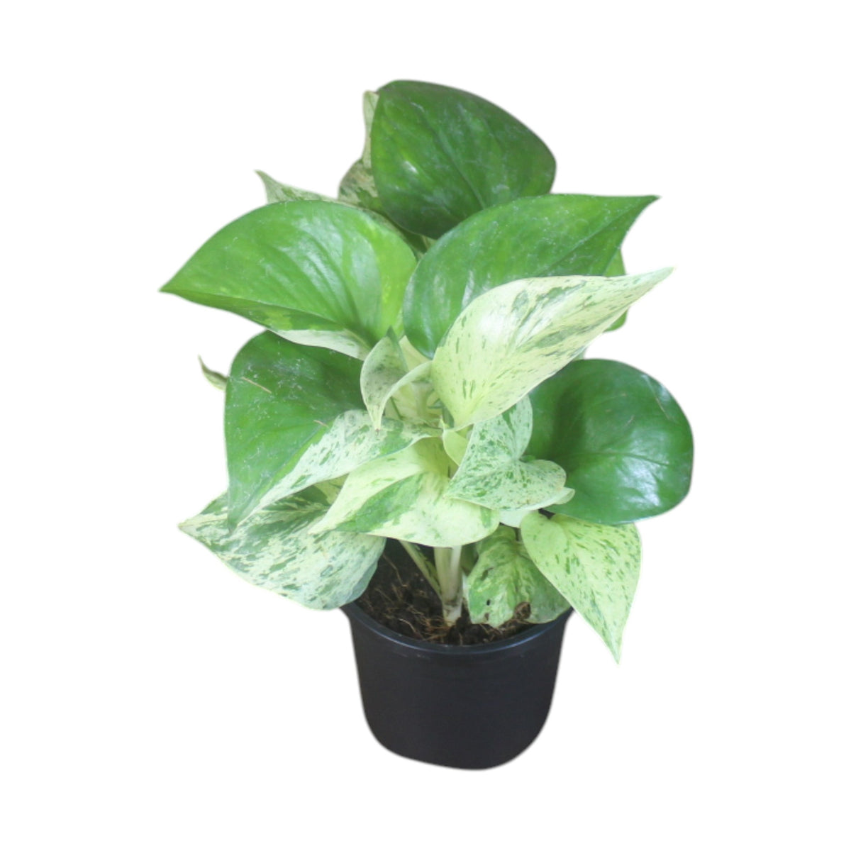 Money Plant (Marble)