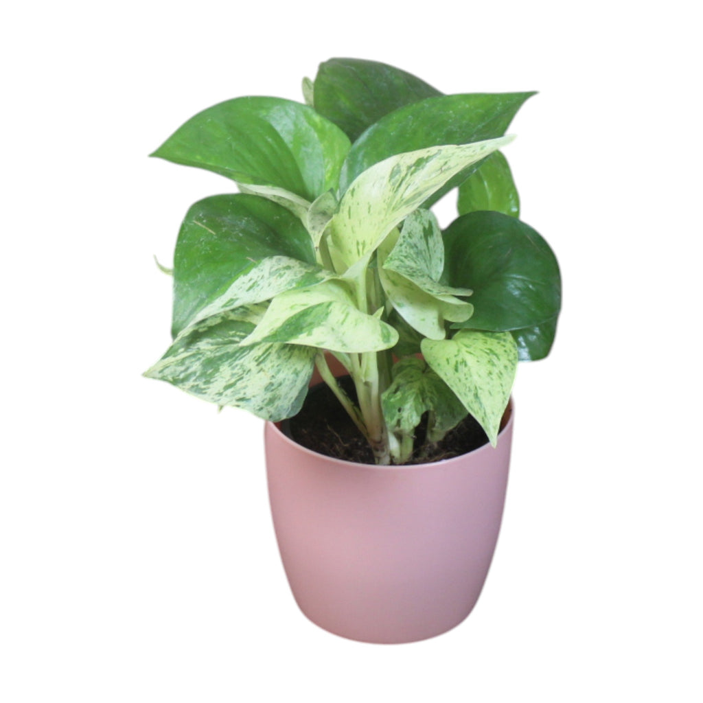 Money Plant (Marble)