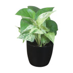 Money Plant (Marble)