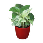 Money Plant (Marble)