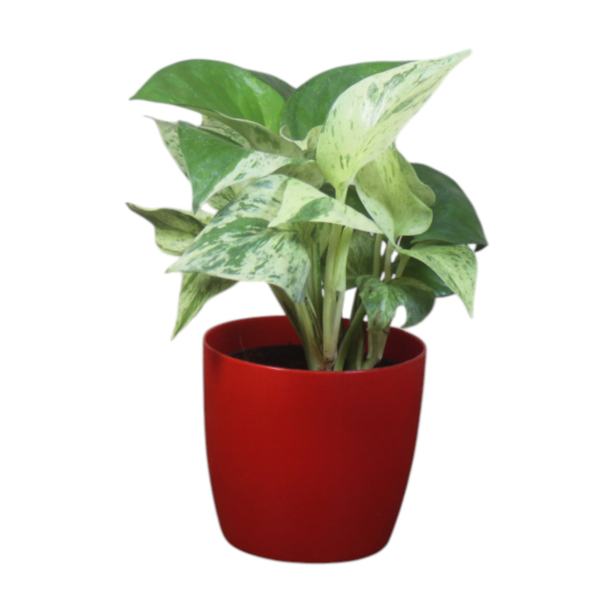Money Plant (Marble)