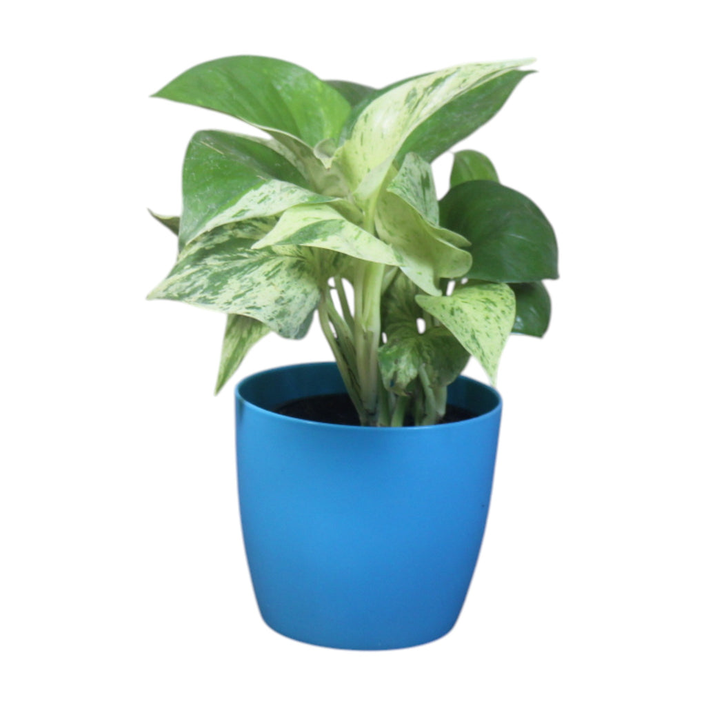 Money Plant (Marble)