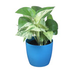 Money Plant (Marble)