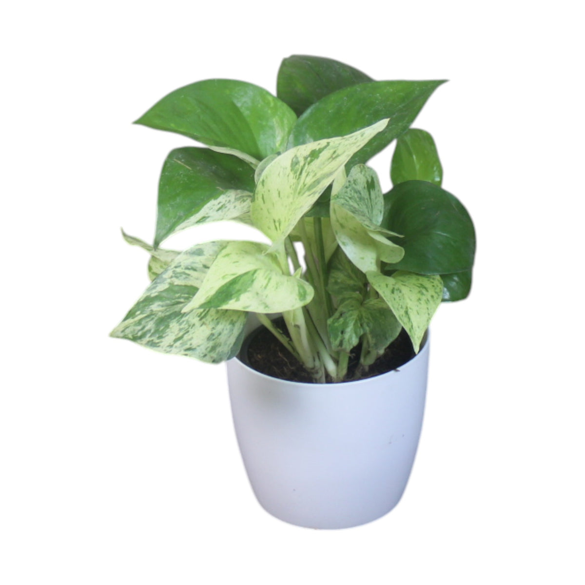 Money Plant (Marble)