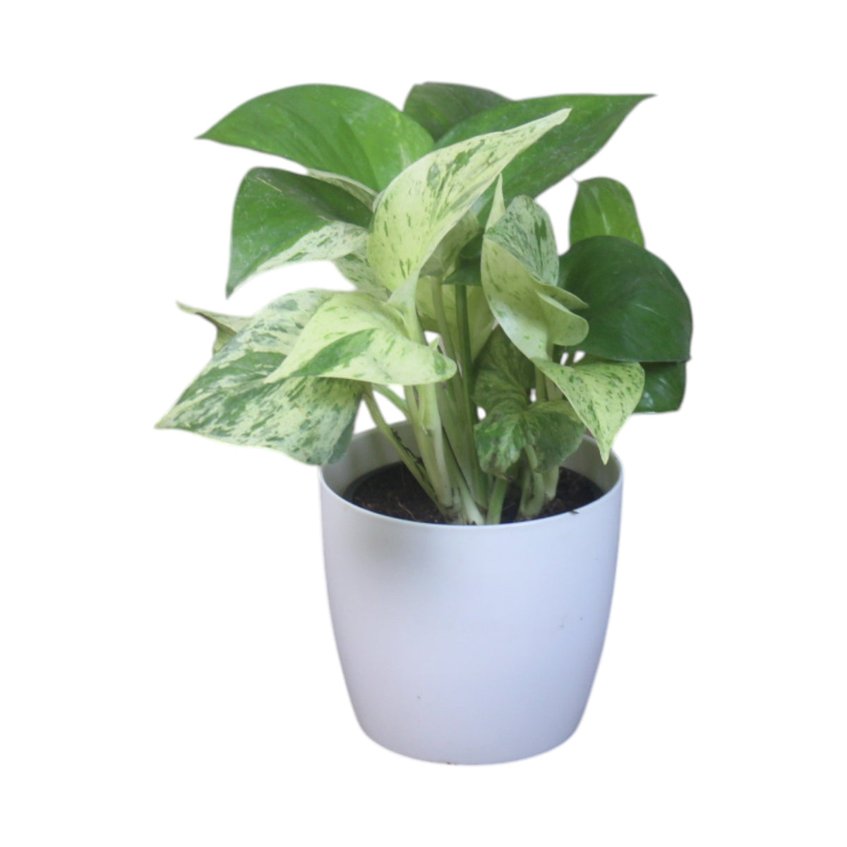 Money Plant (Marble)