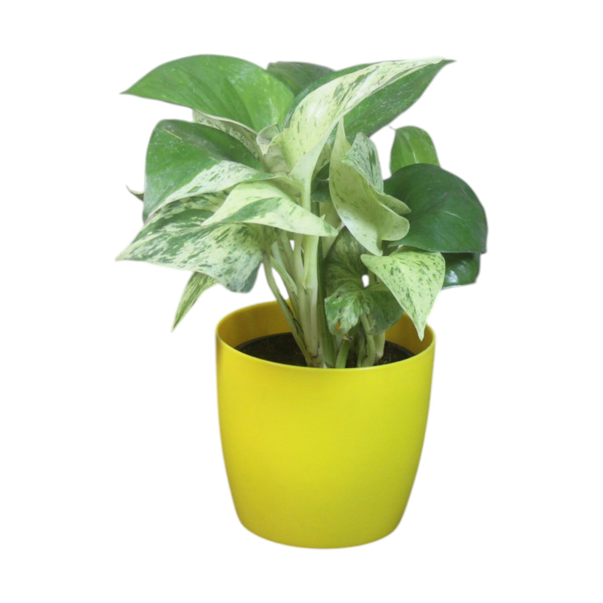 Money Plant (Marble)