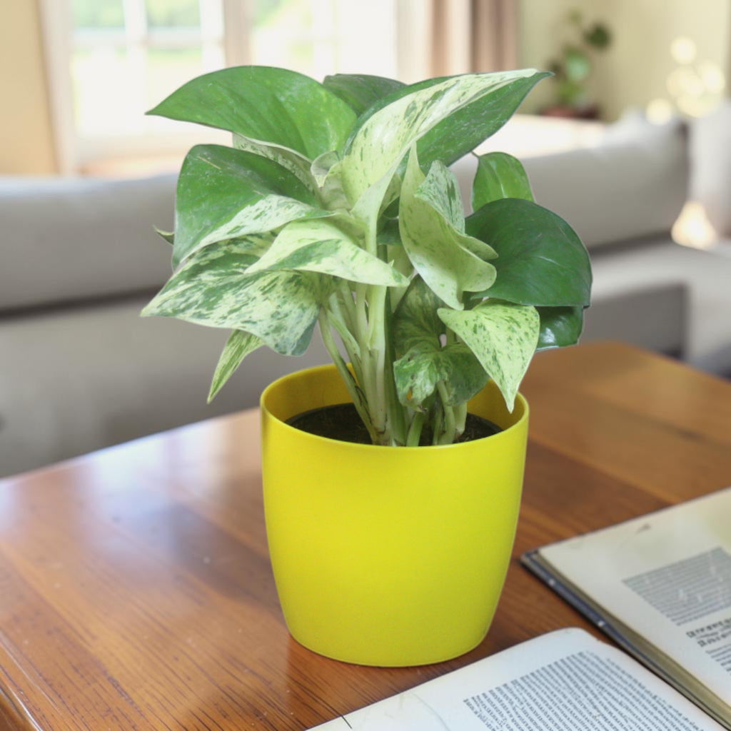Money Plant (Marble)