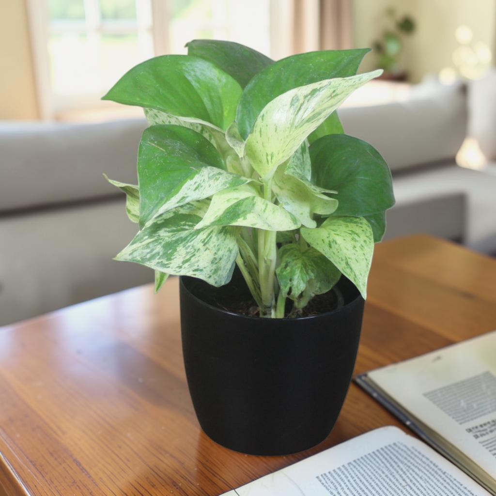 Money Plant (Marble)