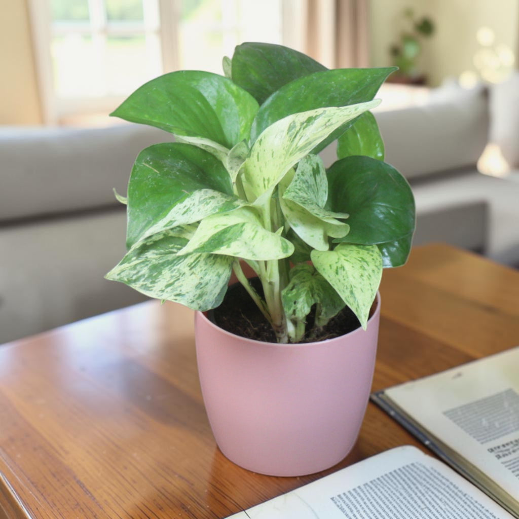 Money Plant (Marble)
