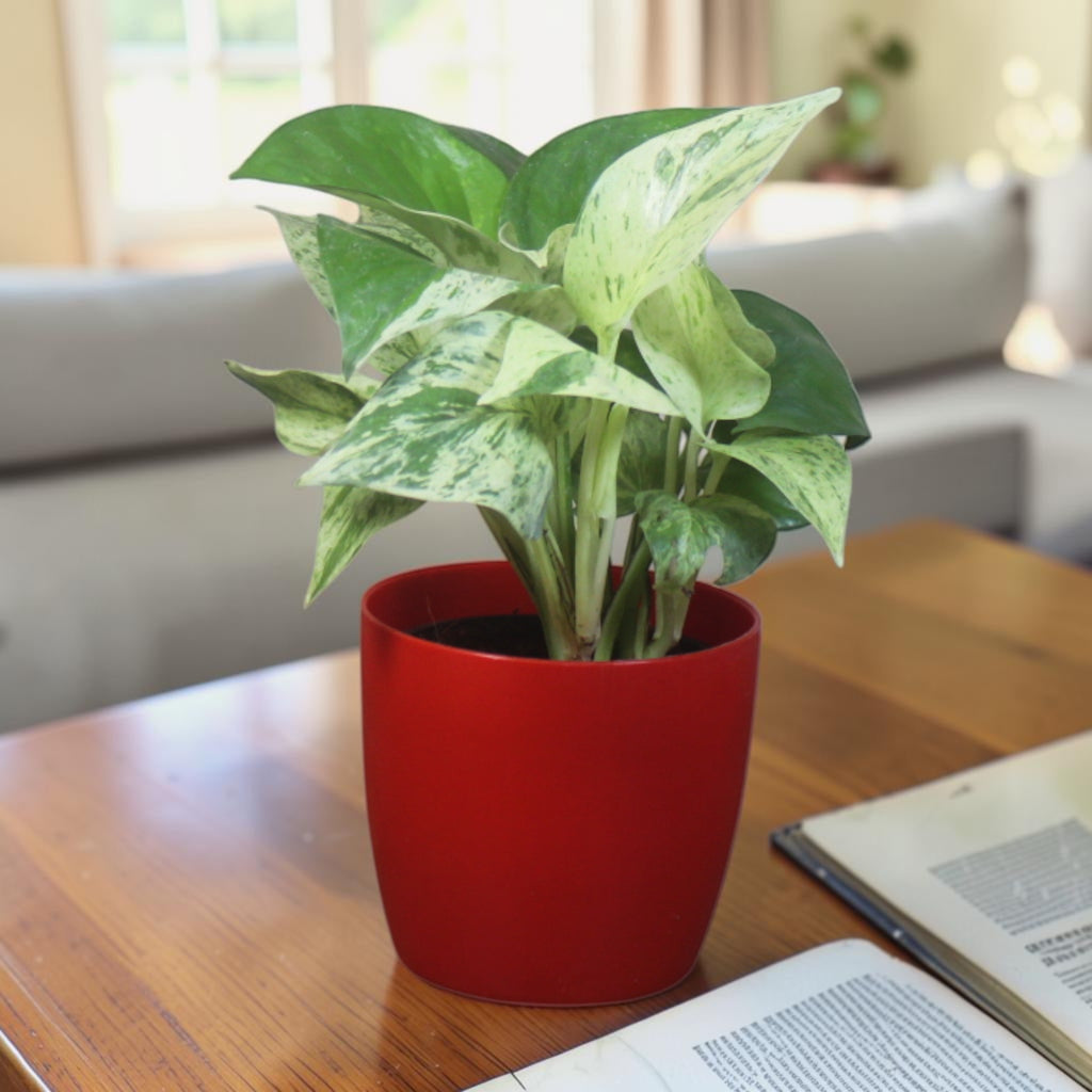 Money Plant (Marble)
