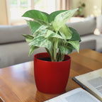 Money Plant (Marble)