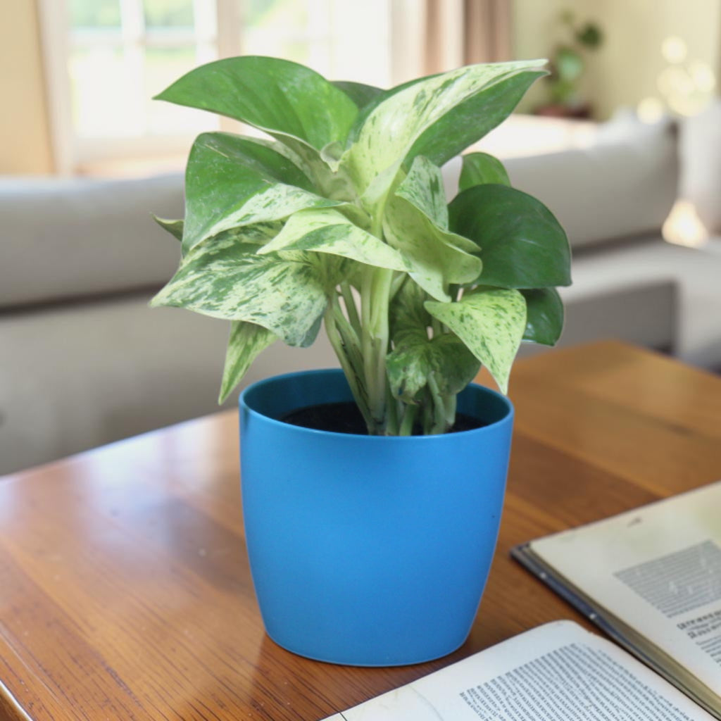 Money Plant (Marble)