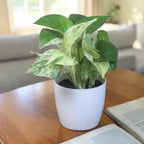 Money Plant (Marble)