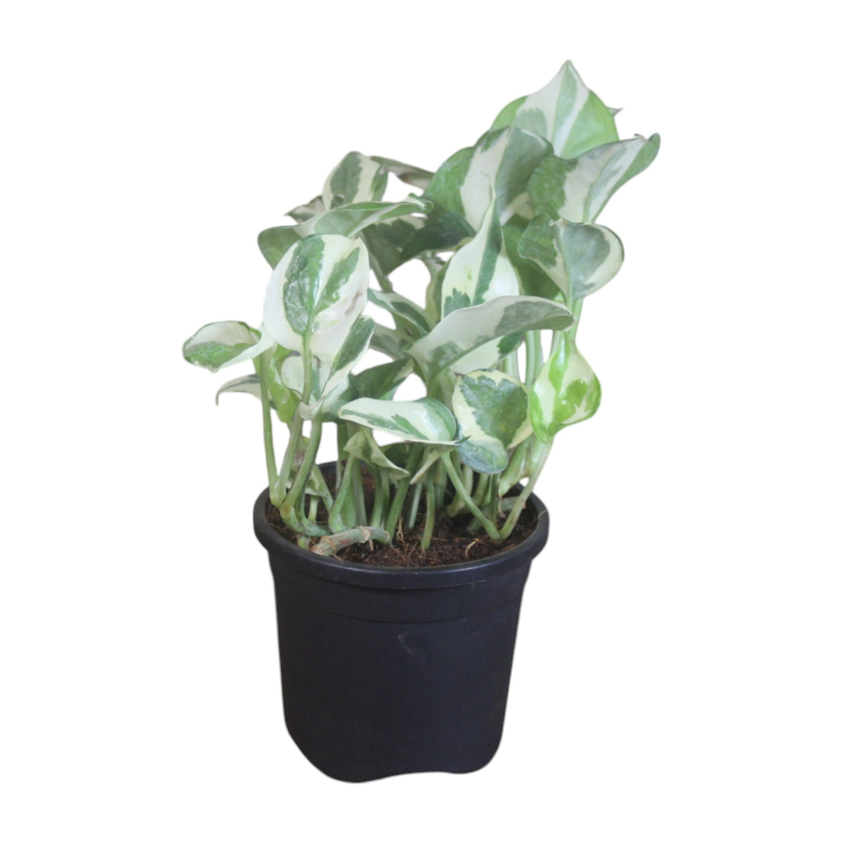 Money Plant (N'Joy)