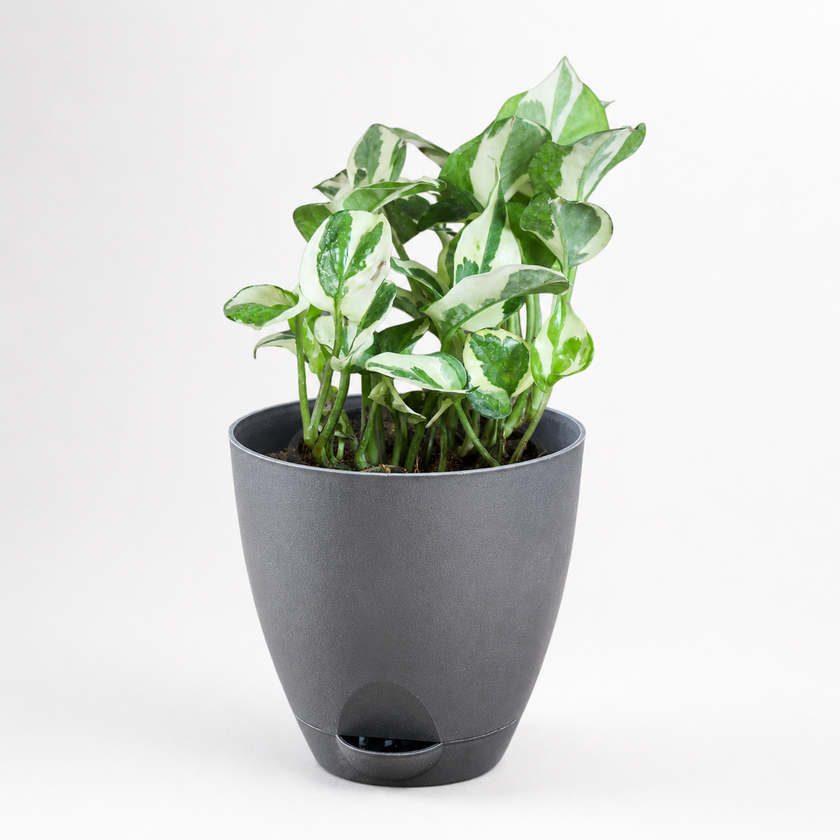 Money Plant (N'Joy)