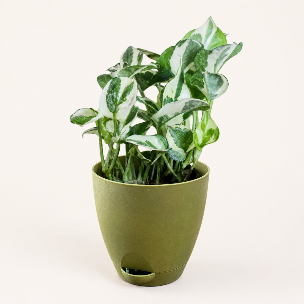 Money Plant (N'Joy)
