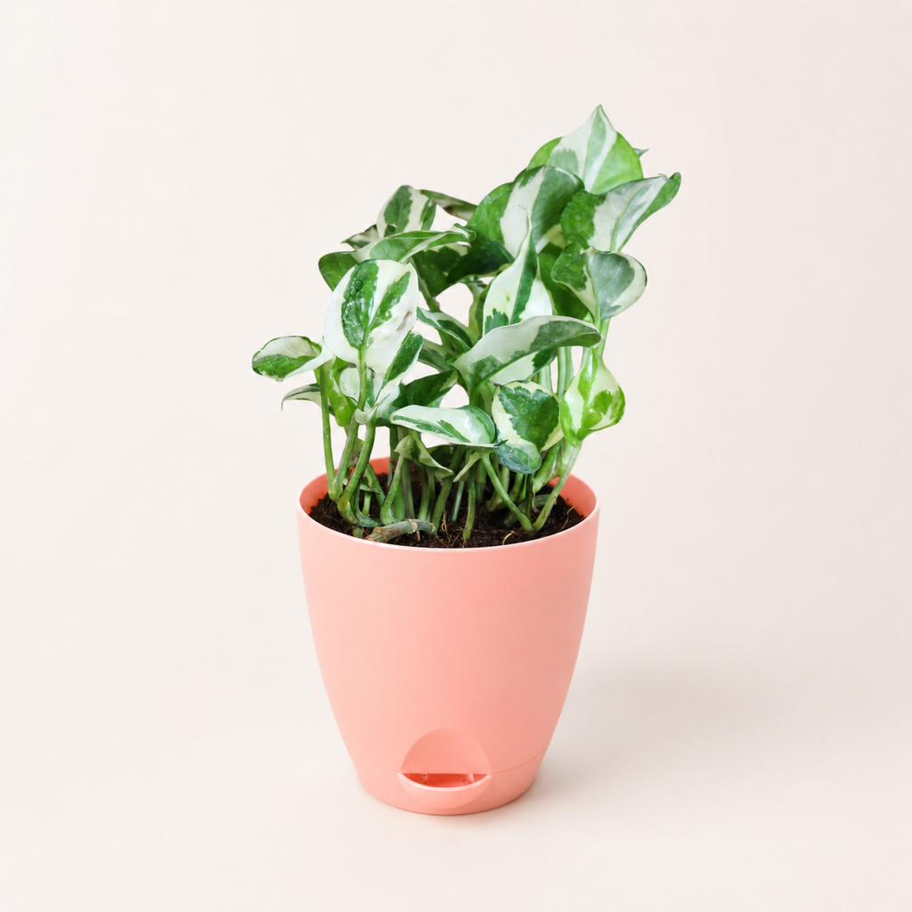 Money Plant (N'Joy)