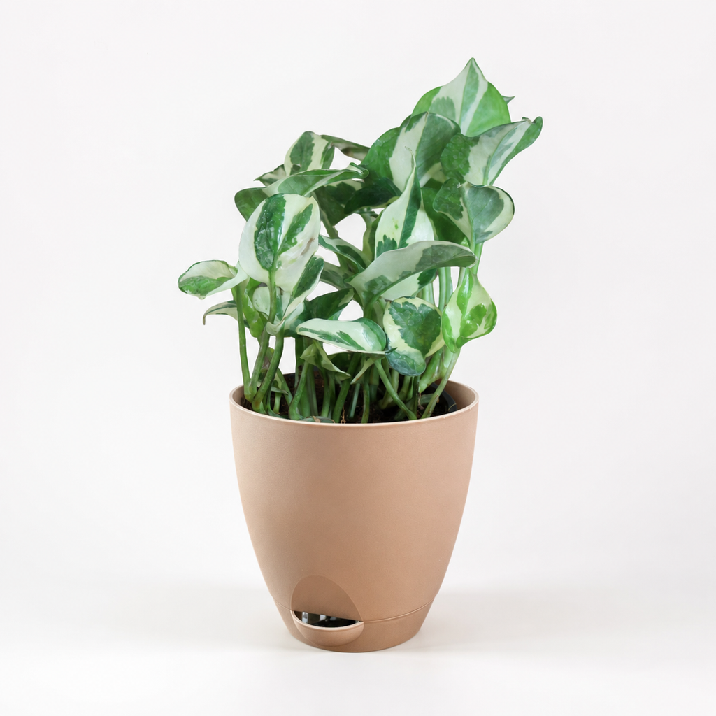 Money Plant (N'Joy)