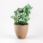 Money Plant (N'Joy)